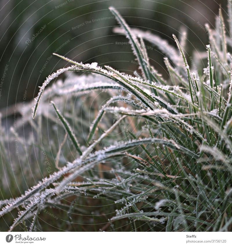 Grasbüschel mit Raureif Frost Bodenfrost frostig Wildpflanze frieren ruhig Winterkälte Kälte Kälteeinbruch gefroren Januar Eis Kälteschock winterliche Kälte