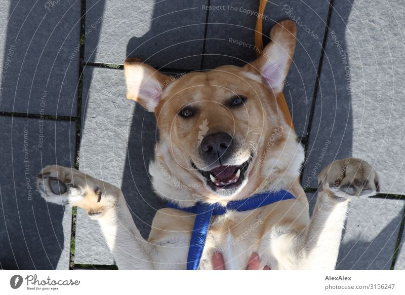 HH UT 19 | Labrador liegt auf dem Rücken und wird gekrault Tier Haustier blond Finger Geschirr Lächeln Kraulen Streicheln Pfote Hängeohr Spielen ästhetisch