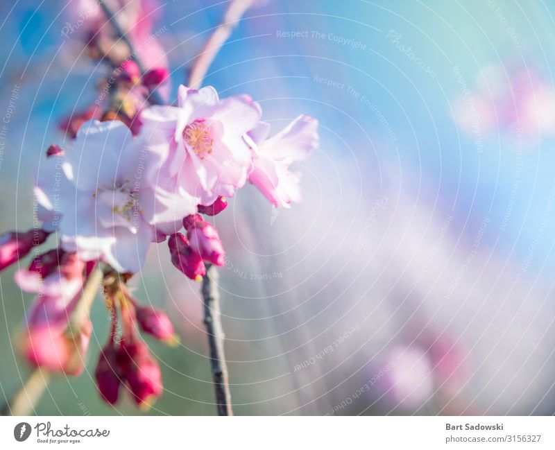 Frühlingsblüten-Hintergrund schön Duft Ostern Natur Pflanze Baum Blume Blüte Garten frisch hell rosa weiß Beginn Kirschbaum Kirschblüten sonnig farbenfroh