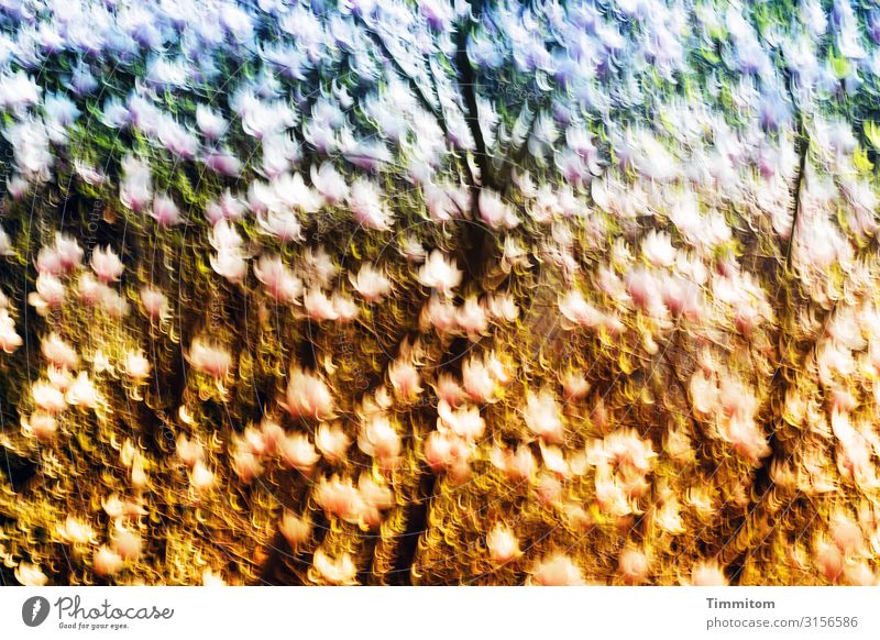 Blühende Magnolie Magnolienblüte Blüte Frühling Natur Magnoliengewächse Baum Farbe grün blau rosa ocker golden Bewegungsunschärfe