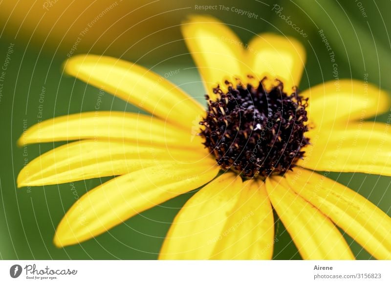 Sonnenhut oder so | UT Hamburg Pflanze Blume Blüte Garten Wiese Blühend Duft frisch hell Originalität schön braun gelb Lebensfreude Gesundheit Natur Wachstum