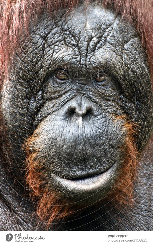 Orang-Utan Safari Tier Wildtier Tiergesicht Fell Zoo 1 Lächeln grau orange Farbfoto Außenaufnahme Nahaufnahme Zentralperspektive Tierporträt