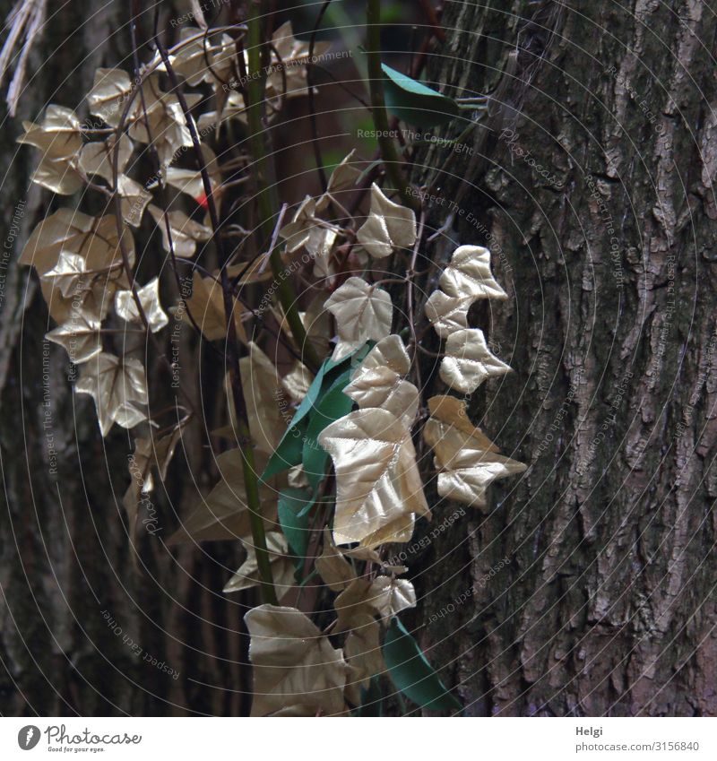 mit Goldfarbe besprühte Efeublätter als Dekoration an einem Baumstamm Umwelt Natur Pflanze Blatt Dekoration & Verzierung Kitsch Krimskrams hängen