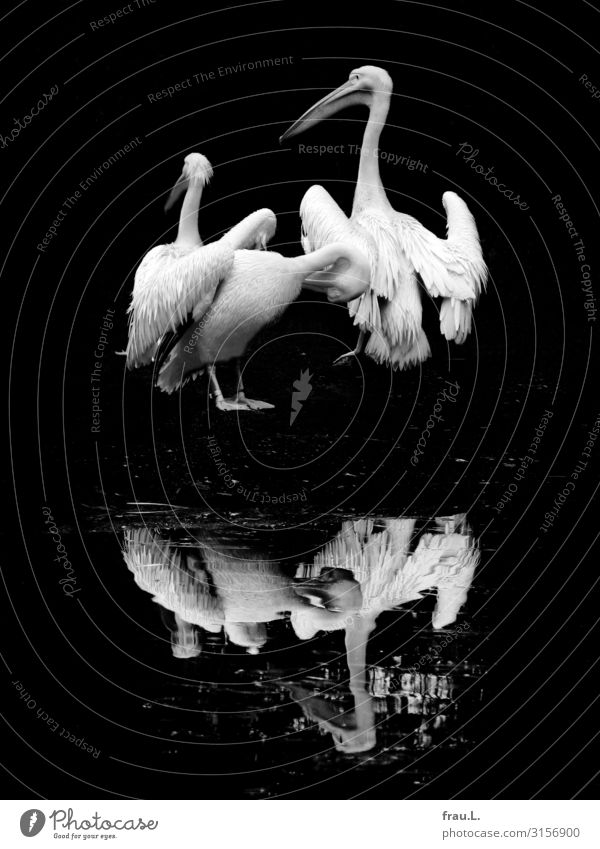 Pelikane Tier Vogel Flügel Zoo 3 Tiergruppe stehen authentisch außergewöhnlich schön natürlich Zufriedenheit Spiegelung Feder Reinigen Spielkarte