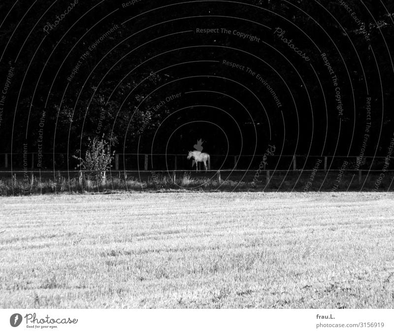 Leuchtende Ohren Umwelt Natur Feld Wald Tier Pferd 1 Fressen leuchten stehen schön friedlich Schimmel Zaun unheimlich Schwarzweißfoto Außenaufnahme
