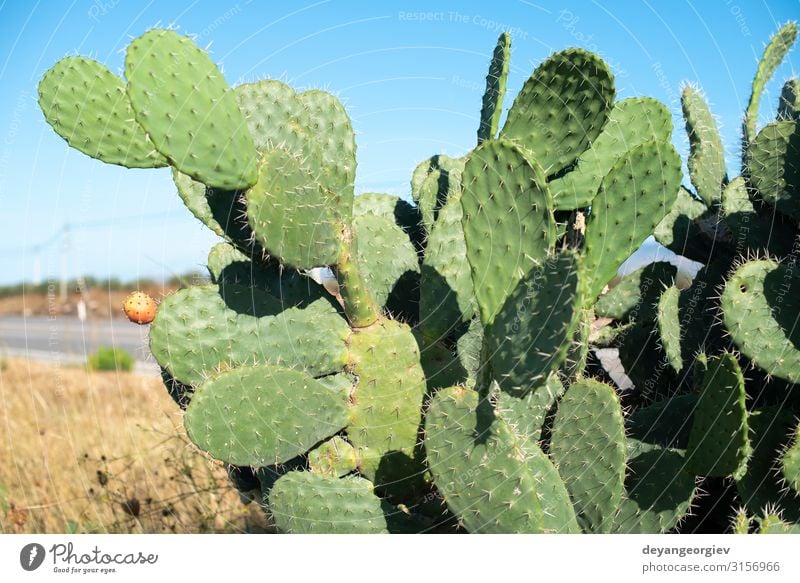 Industrielle Kaktusplantage. Wachsender Kaktus. Gemüse Frucht Essen Sommer Garten Natur Pflanze Baum Blatt Wachstum frisch lecker natürlich stachelig rot