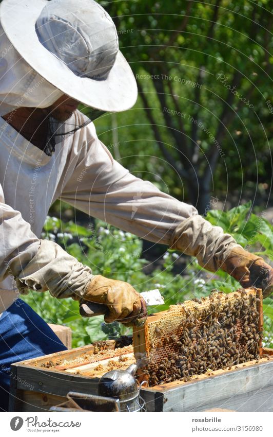 Imker mit Handschuhen und Schleier kontrolliert seinen Bienenstock und sucht nach Weiselzellen Freizeit & Hobby Arbeit & Erwerbstätigkeit Mensch Mann Erwachsene