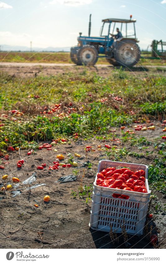 Tomaten manuell in Kisten pflücken. Tomatenfarm. Pflanze Traktor Wachstum frisch natürlich rot Ackerbau Kommissionierung industriell kultivieren Biotechnologie