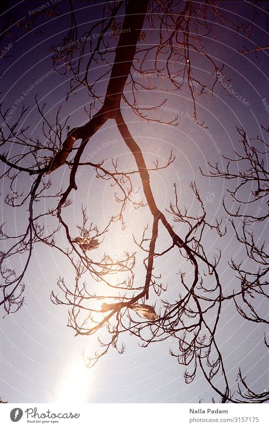 Künstliche Zierde Natur Pflanze Baum Stadt Menschenleer Holz Kunststoff hängen tragen blau schwarz Geäst Ast laublos Farbfoto Außenaufnahme Tag Licht