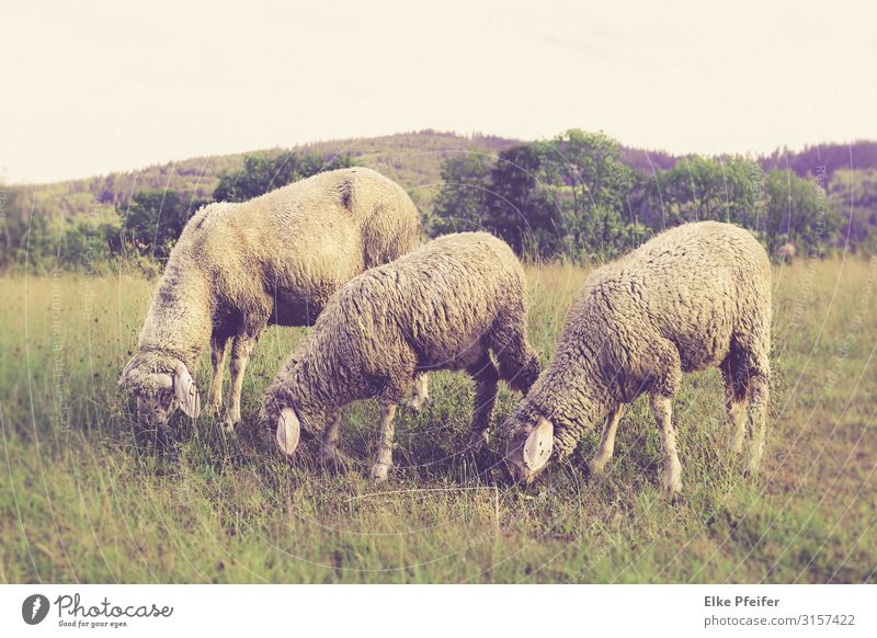 Schafe Natur Landschaft Tier Feld Nutztier 3 Essen frei Fröhlichkeit schön Stimmung Verzweiflung Farbfoto Außenaufnahme Menschenleer Tag