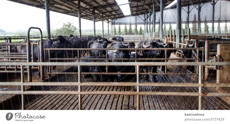Büffelzucht, Kampanien, Italien Natur Landschaft Tier Kuh Dienstleistungsgewerbe Zucht Campania Landwirtschaft Biest Futter bovin Salerno Bauernhof Ackerbau