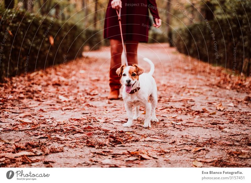 junge Frau und ihr süßer Jack-Russell-Hund beim Spaziergang in einem Park. Konzept der Liebe zu Tieren laufen Herbst Wald Baum Jack-Russell-Terrier niedlich