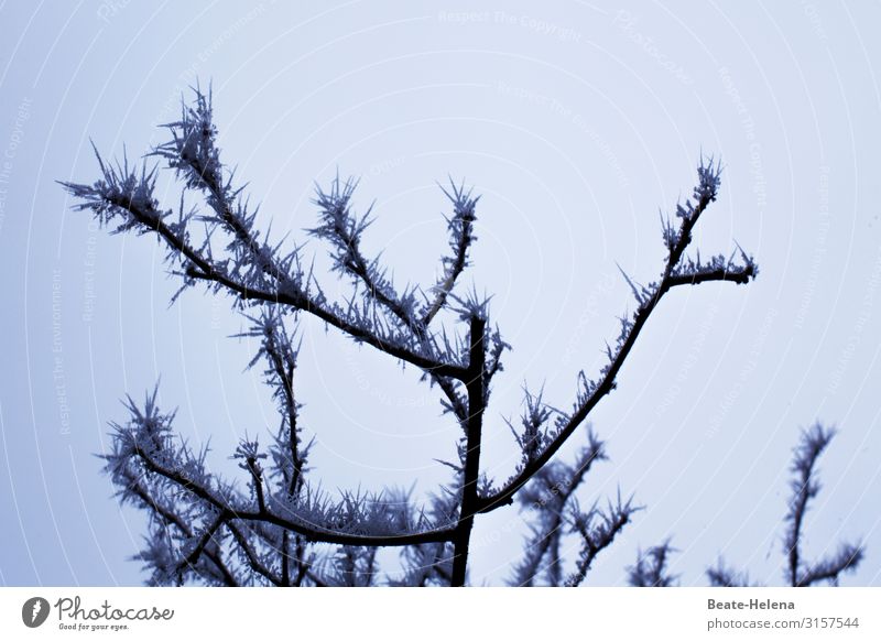 Eiszeit | kühle Schönheit Natur Wolkenloser Himmel Winter Pflanze Sträucher Feld wählen frieren warten eckig frisch kalt Spitze stachelig Kraft Tatkraft