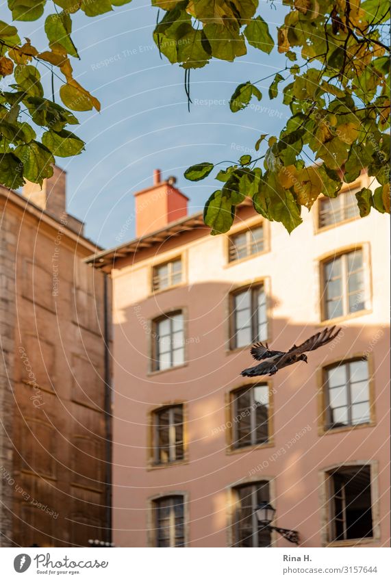Kommt eine Taube Städtereise Wolkenloser Himmel Herbst Blatt Lyon Altstadt Haus Mauer Wand Wildtier Vogel 1 Tier fliegen hell Farbfoto Außenaufnahme