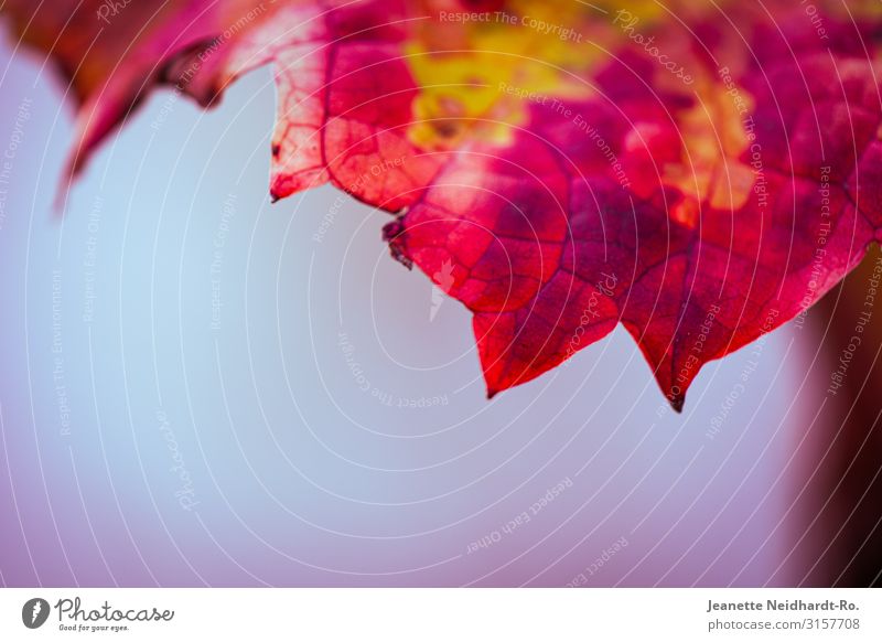 Weinbergblätter im Herbst Weinblatt blau mehrfarbig gelb rosa rot Natur Farbfoto Makroaufnahme Menschenleer