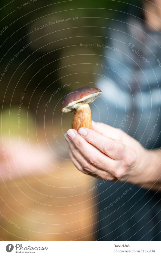beim pilzesuchen fündig geworden Pilz Steinpilz Wald Herbst pilze sammeln essbar herbstlich natürlich braun Natur Hand präsentieren