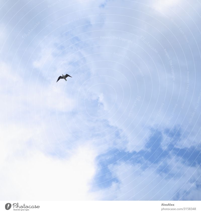HH UT 19 | Möwe vor baluien, leicht wolkigem Himmel Umwelt Wolken Klima Schönes Wetter Vogel Freiheit fliegen Schweben Gleitflug ästhetisch Coolness maritim
