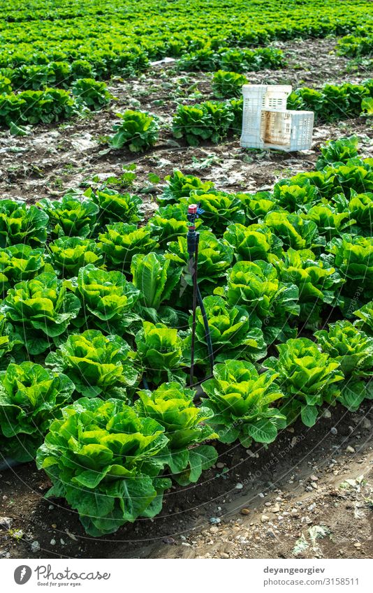 Großer reifer Salat in einem Industriebetrieb im Freien. Wachsender Salat Pflanze Wachstum frisch natürlich Kommissionierung Schonung Reihen Kisten industriell