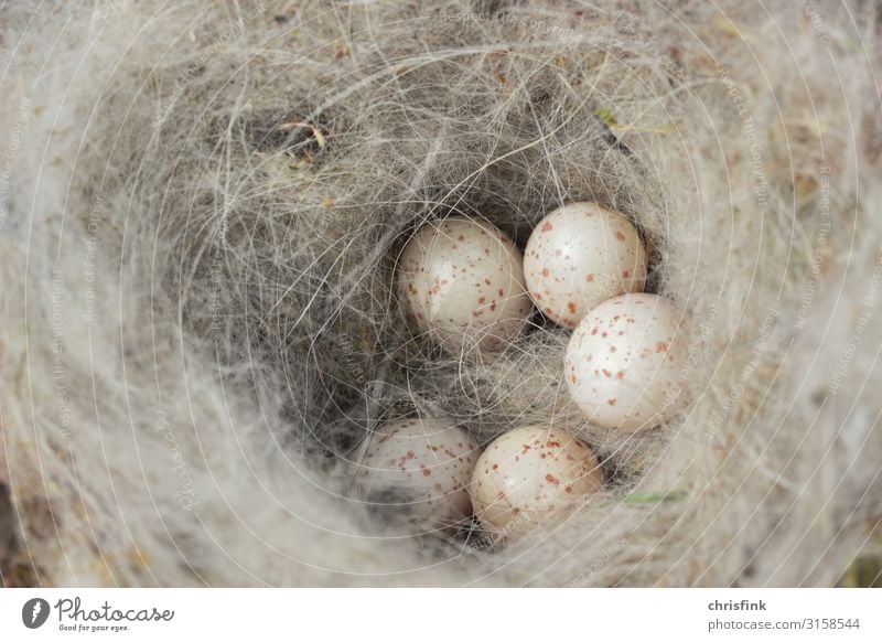 Meiseneier in Nest Tier Wildtier Vogel füttern Glück Angst Ei Gelege Nistkasten Körperpflege Küken Farbfoto Außenaufnahme Nahaufnahme Detailaufnahme Tag