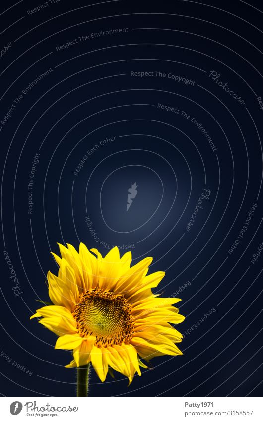 Sonnenblume vor dunklem Hintergrund Natur Tier Pflanze Blume Blüte Blühend frisch schön blau gelb Hoffnung Optimismus Farbfoto Außenaufnahme Nahaufnahme