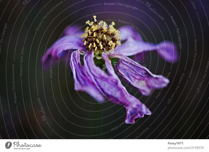 Verblüht Natur Pflanze Blume Blüte dunkel trocken wild violett Verfall Vergänglichkeit welk verblüht Farbfoto Nahaufnahme Makroaufnahme Menschenleer