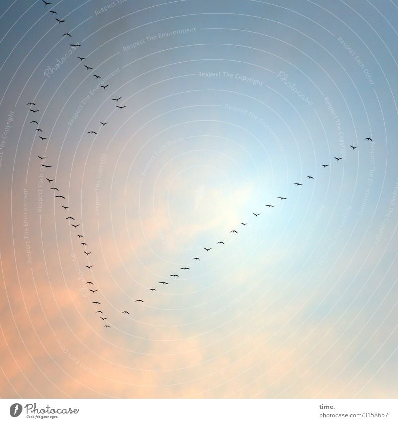 Südroute Natur Himmel Wolken Schönes Wetter Vogel Vogelschwarm Formationsflug Gans Schwarm fliegen schön Willensstärke Tatkraft Sicherheit Schutz Geborgenheit