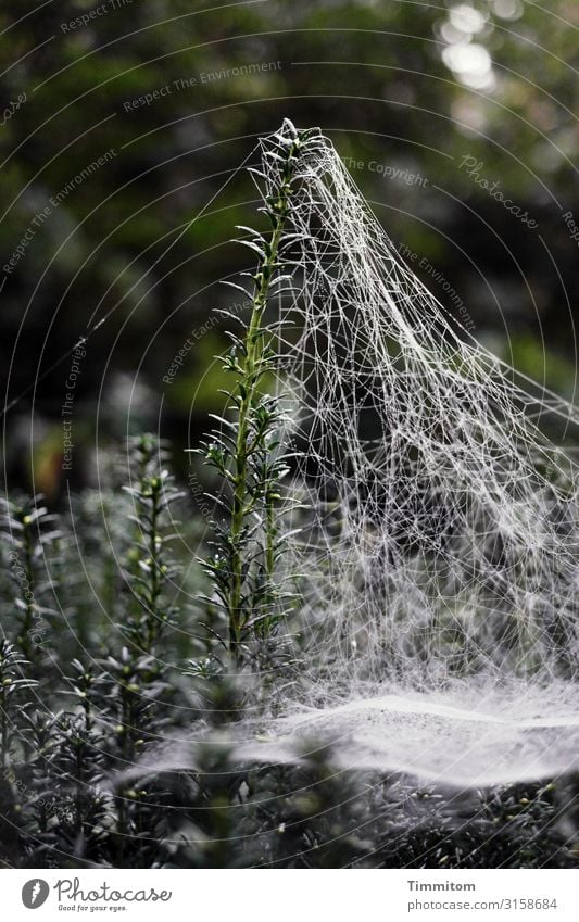 Spinnennetz Spinnenfäden Netz Natur Nahaufnahme grün Hecke Außenaufnahme