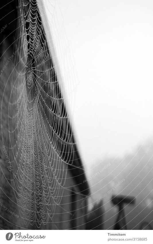 Spinnennetz vor Garagenwand, dahinter Verkehrsschilder, Wald und Himmel fein Linien Gebäude Wand Dach grau trist Hintergrund unscharf Menschenleer