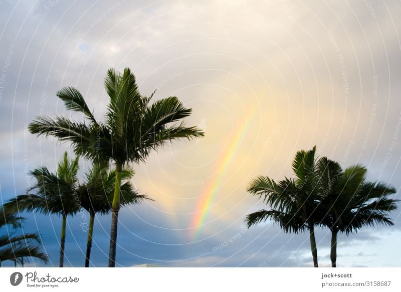 Meine Wellenlänge Himmel Wolken Schönes Wetter Wärme Palme Regenbogen exotisch Kitsch Glück Romantik Idylle Inspiration Leichtigkeit harmonisch Naturphänomene