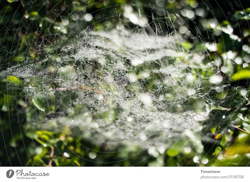 Die Spinnen spinnen... Spinnennetz Spinnenfaden Natur Busch Blätter grün Licht Schatten Tautropfen feucht Netz natürlich Schwache Tiefenschärfe