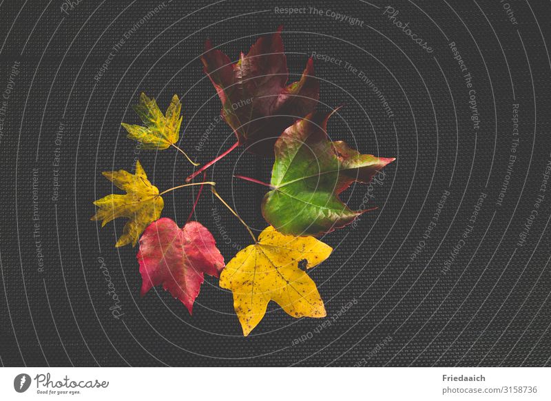 Die Farben des Herbstes Natur Baum Blatt beobachten entdecken Erholung fallen dehydrieren fantastisch natürlich mehrfarbig Akzeptanz Hoffnung Kreativität