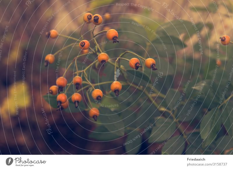 Herbstfrüchte Natur Pflanze Sträucher Park Blühend entdecken verblüht Wachstum orange Erholung Freizeit & Hobby Farbfoto mehrfarbig Außenaufnahme Tag Schatten