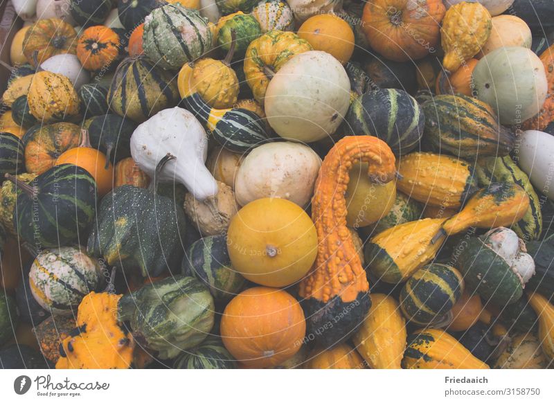 Zierkürbisse Dekoration & Verzierung Herbst Feld Farbe Idee Natur Farbfoto mehrfarbig Außenaufnahme Nahaufnahme Tag Vogelperspektive