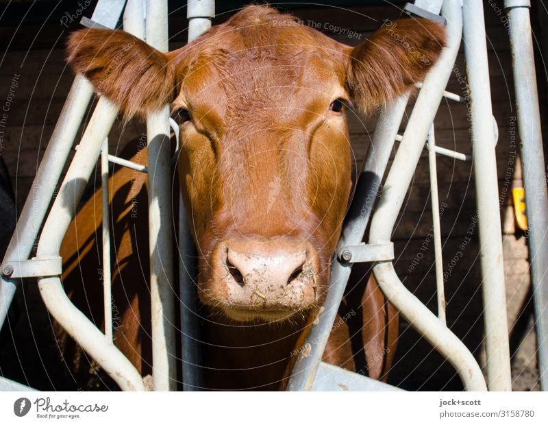 Kuh ohne Muh Landwirtschaft Bauernhof Kuhstall Nutztier 1 Gitter Metall beobachten authentisch braun Gelassenheit Leben Sinnesorgane Symmetrie Tierhaltung
