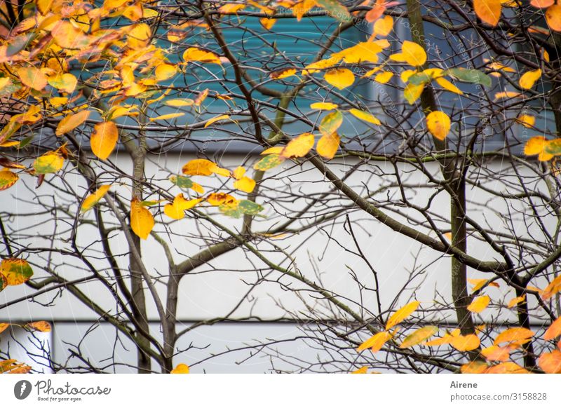 Herbst in der Stadt | UT Hamburg Baum Herbstlaub Ast Fassade fallen dunkel einfach orange türkis weiß Umwelt Zeit Klarheit dünn wenige Farbfoto Außenaufnahme