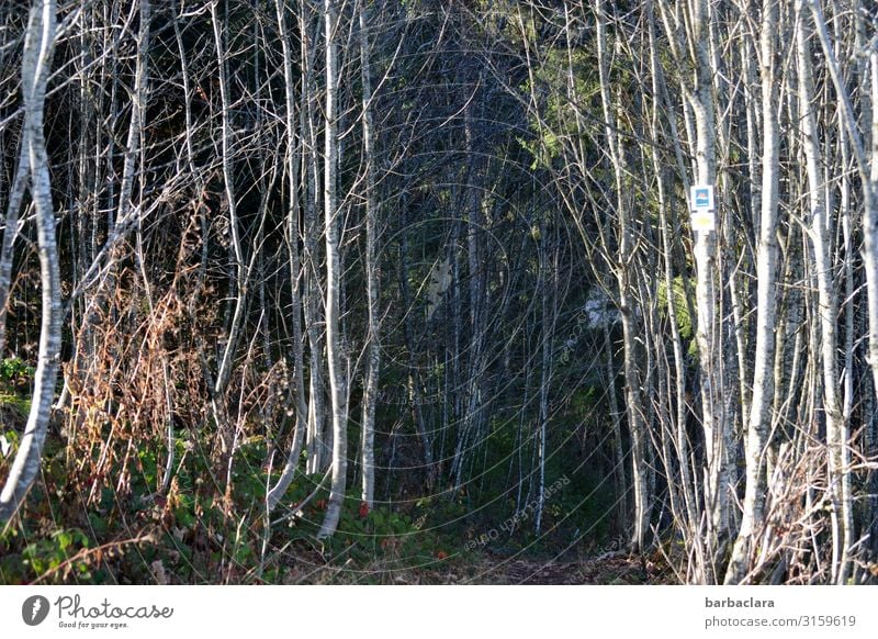 Ab durch die Mitte Natur Landschaft Pflanze Erde Herbst Winter Baum Sträucher Wald bedrohlich dunkel kalt wild Stimmung Einsamkeit Erholung Freizeit & Hobby