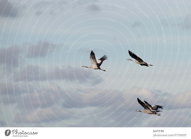 Kranichgruppe im Flug am Himmel mit Wolken Landschaft Herbst Schönes Wetter Feld Wildtier Vogel Flügel Tiergruppe fliegen Zugvogel Süden üben Naturerlebnis