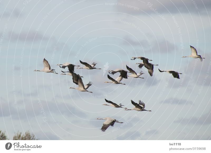 Kranichgruppe im Flug am Himmel mit Wolken Natur Luft Herbst Schönes Wetter Feld Wildtier Vogel Flügel Tiergruppe fliegen blau grau schwarz weiß üben