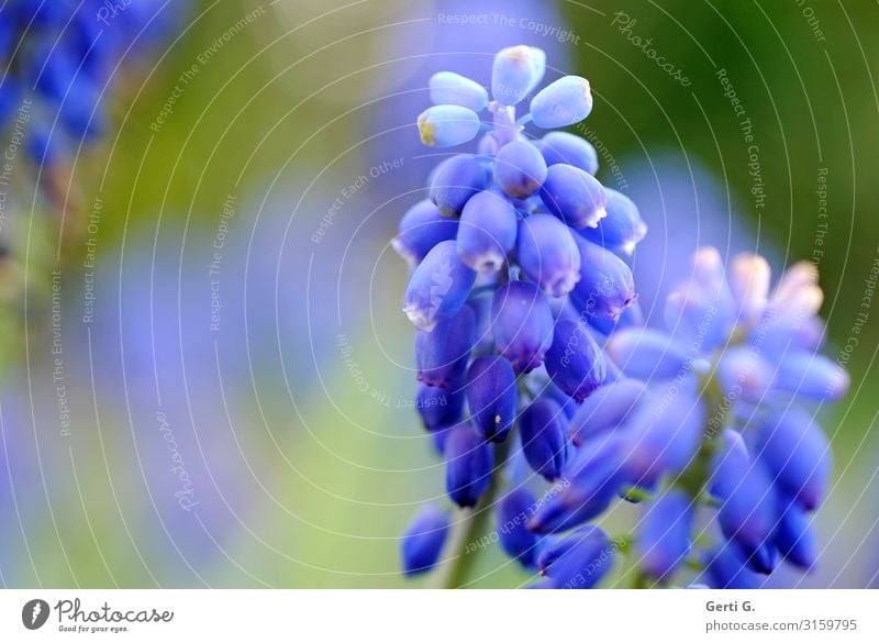 zwei leuchtend blaue Traubenhyazinthen mit unscharfem Hintergrund in blaugrün Natur Frühling Blume Garten Leben Farbe Frühlingsblume schön Farbfoto mehrfarbig