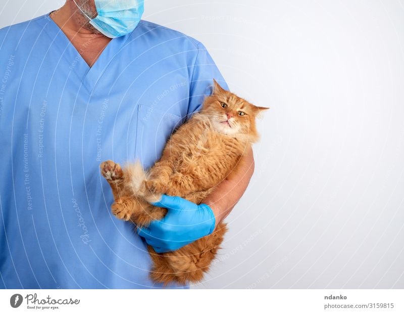 Tierarzt in blauer Uniform und sterilen Latexhandschuhen Körper Gesundheitswesen Behandlung Krankheit Medikament Arzt Krankenhaus Mensch Mann Erwachsene Hand