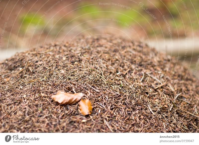 Ameisenhaufen mitten im Wald Tiere Natur Außenaufnahme Blätter Blatt braun Tannennadeln grün