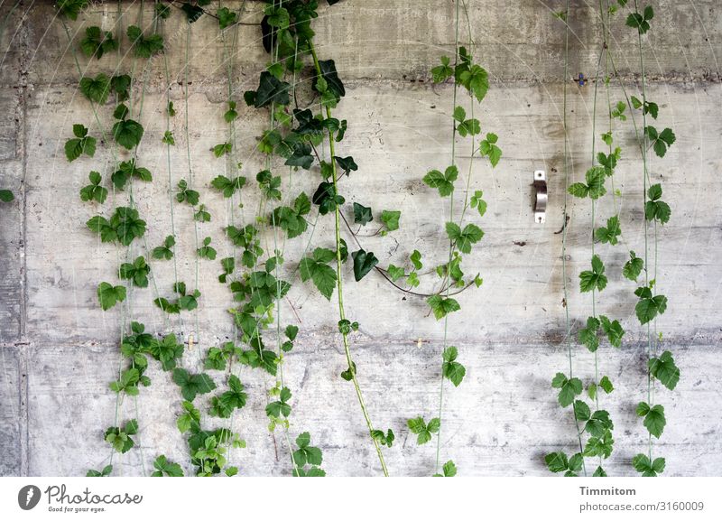 Hängepartie mit Metalldings Gewächs Pflanze grün hängen Beton Wand Mauer Halterung Menschenleer grau