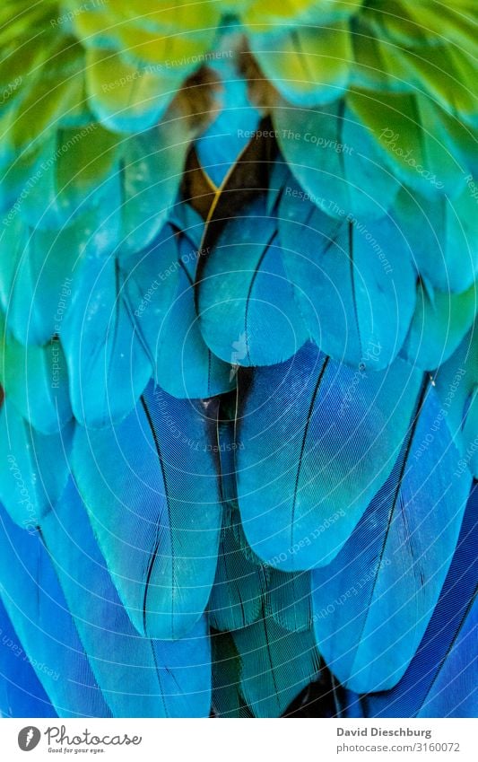 Arafedern Ferien & Urlaub & Reisen Abenteuer Expedition Natur Urwald Wildtier Vogel exotisch blau mehrfarbig gelb grün Papageienvogel Feder Hochformat Brasilien