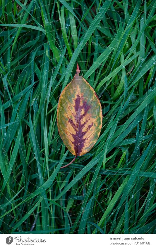 gelbes Baumblatt auf dem Gras im Herbst, Herbstfarben Blatt Einsamkeit Isoliert (Position) Boden Natur natürlich Außenaufnahme Hintergrund neutral