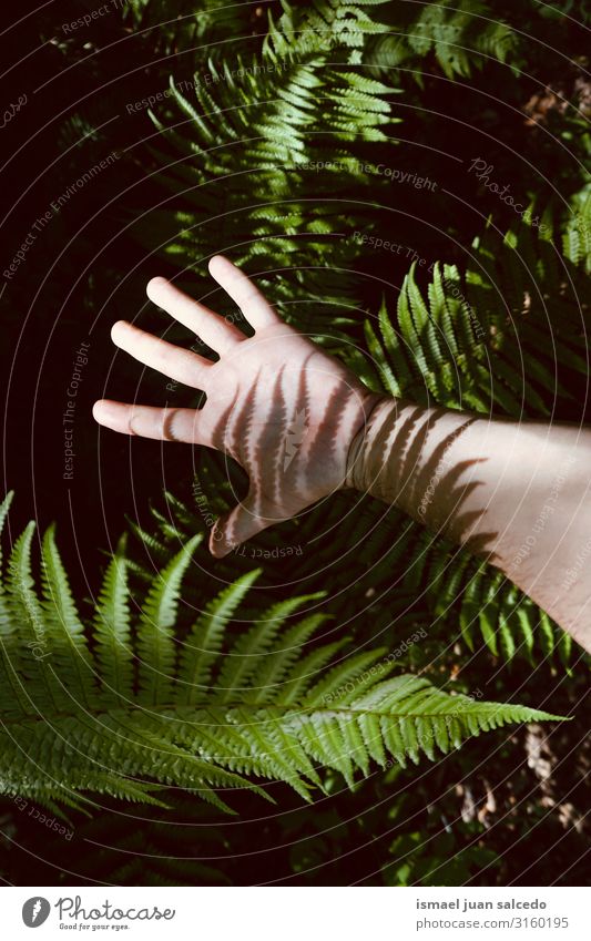 der mann hand in den schatten in der natur Hand Schatten Lichterscheinung Sonnenlicht Silhouette Finger Handfläche Körper Handgelenk Arme Haut Mensch
