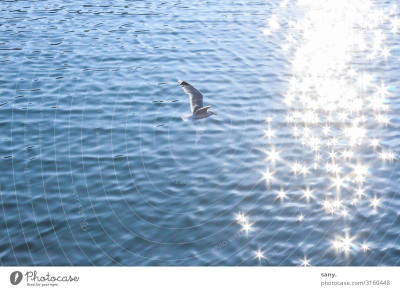 Seagull Natur Wasser Schönes Wetter Wellen Nordsee Meer Tier Wildtier Vogel Flügel 1 fliegen natürlich Zufriedenheit Lebensfreude Freiheit Farbfoto