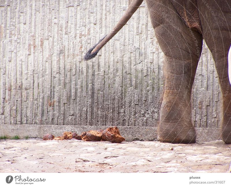 Geschäft erledigt ! Elefant Zoo Schweinerei Misthaufen Kot