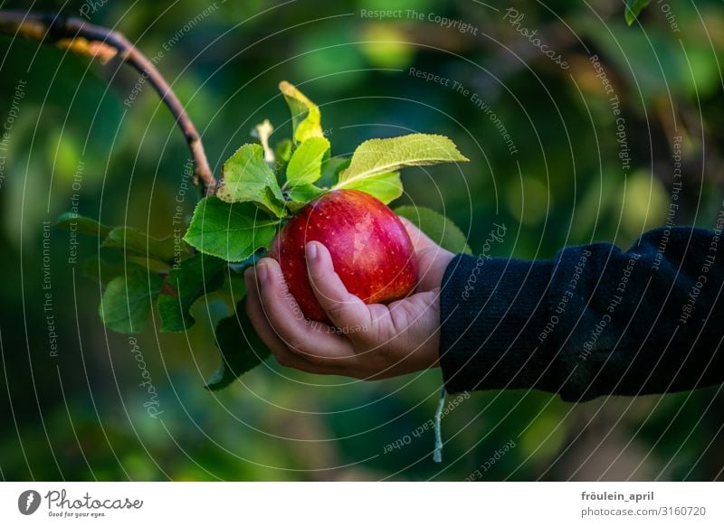 Schneewittchen Lebensmittel Frucht Apfel Garten Kind Hand 1 Mensch 3-8 Jahre Kindheit Natur Pflanze Herbst Baum Blatt berühren entdecken genießen Gesundheit