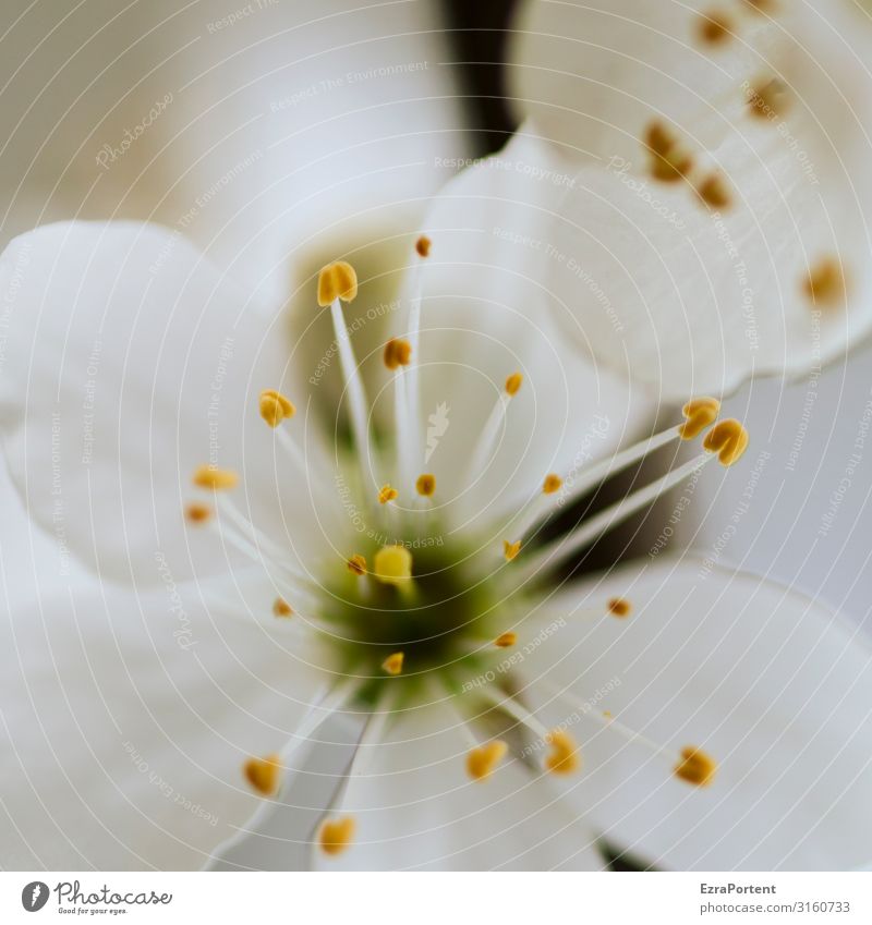 eine Blüte einer Pflanze die ich nicht nennen kann, sieht aber ganz gut aus, besonders diese kleinen, niedlichen Pollendinger weiß Blume Nektar Makroaufnahme