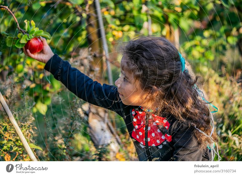 Apfelernte | Mädchen pflückt einen roten Apfel Lebensmittel Frucht Ernährung Vegetarische Ernährung Häusliches Leben Garten feminin Kind 1 Mensch 3-8 Jahre